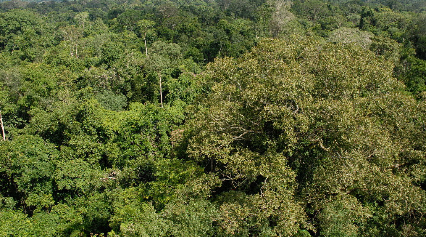 Het dichte bladerdak van de Amazone