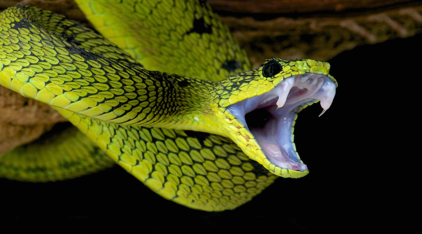 Atheris nitschei slang