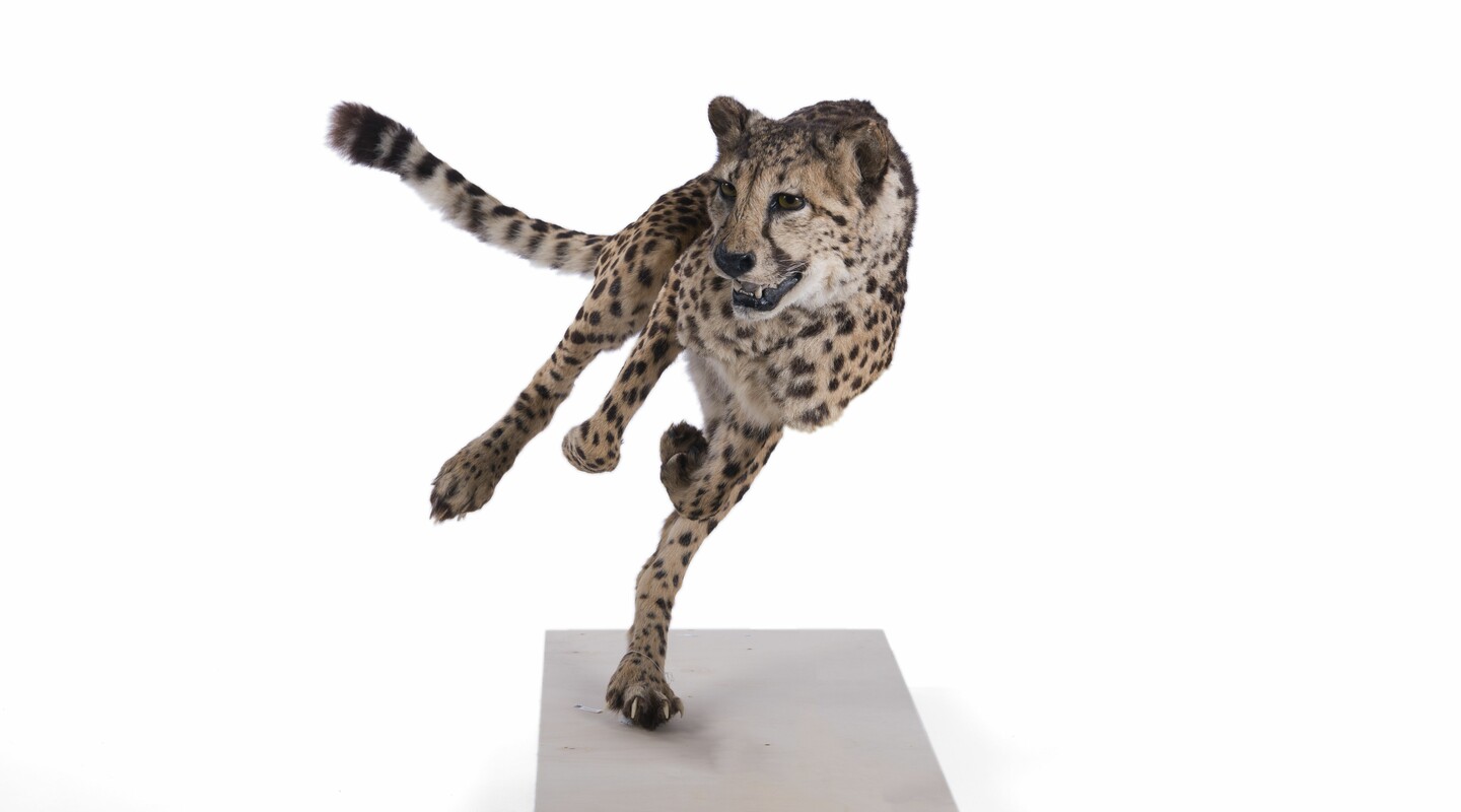 Jachtluipaard uit de collectie van Naturalis