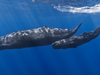 Potvis (Physeter macrocephalus) met jong