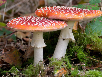 Vliegenzwammen in de herfst.