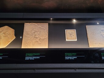 Archaeopteryx in zaal dinotijd