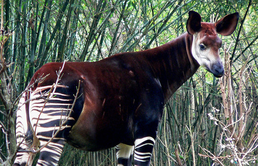 Okapi