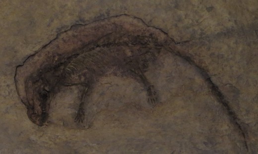 Eomaia