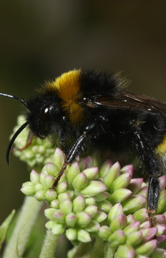Grote koekoekshommel