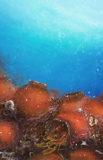 Odontonia bagginsi
