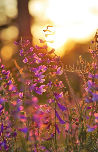 Bloemen zonsondergang