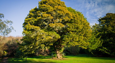 Taxus