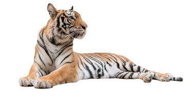 Tijger