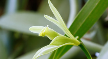 Vanille-orchidee