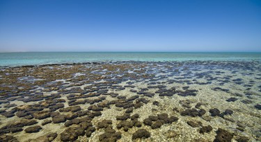 Stromatolieten in Shark Bay, Australië