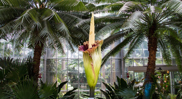 Bloemen lokken hun bestuivers niet altijd met geuren die wij ook lekker vinden ruiken: de reuzenaronskelk lokt kevers en vliegen met de geur van rottend vlees.