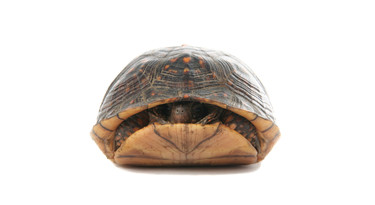 Schildpad verstopt