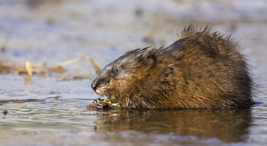 Muskusrat