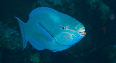 papegaaivis