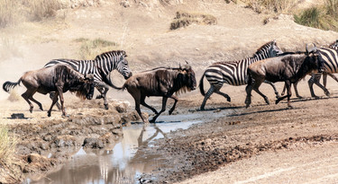 Gnoes en zebra’s zijn allebei hoefdieren, net als bijna alle andere grote planteneters.