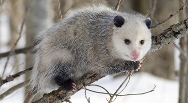 De Virginia opossum is het enige opossum soort dat voorkomt in Noord-Amerika.
