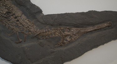 Fossiele krokodil