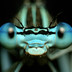 Close-up van een libel